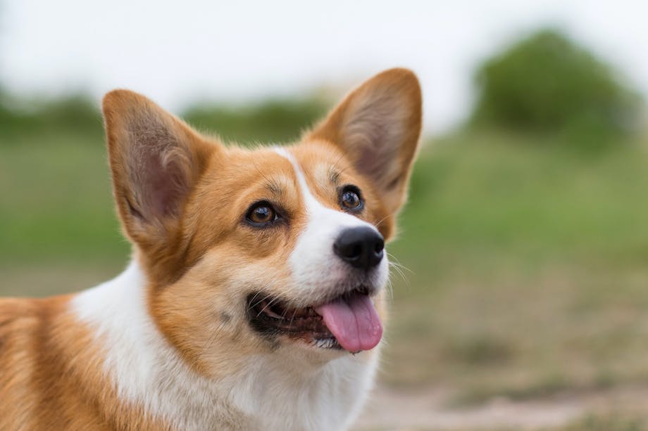Welsh corgi pembroke Welsh corgi pembroke