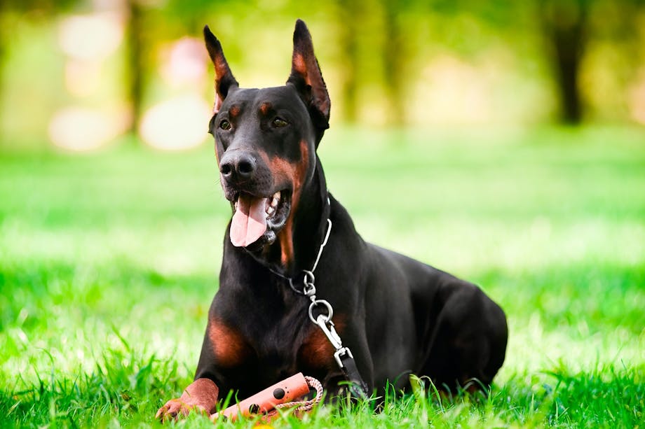Dobermann Dobermann
