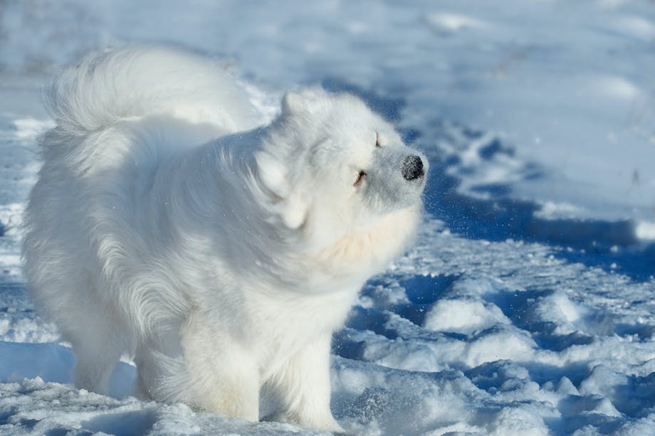 Samojedhund Samojedhund