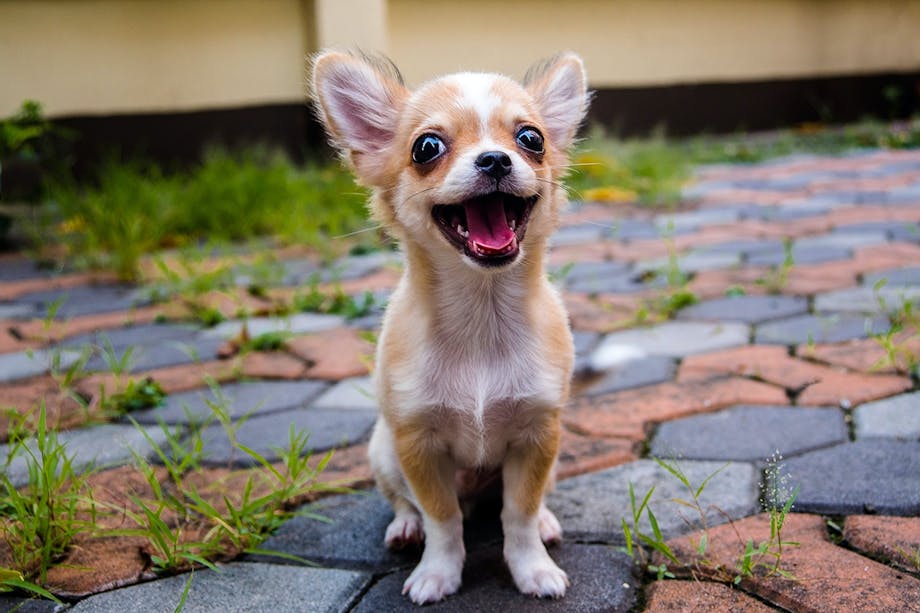 Chihuahua Chihuahua