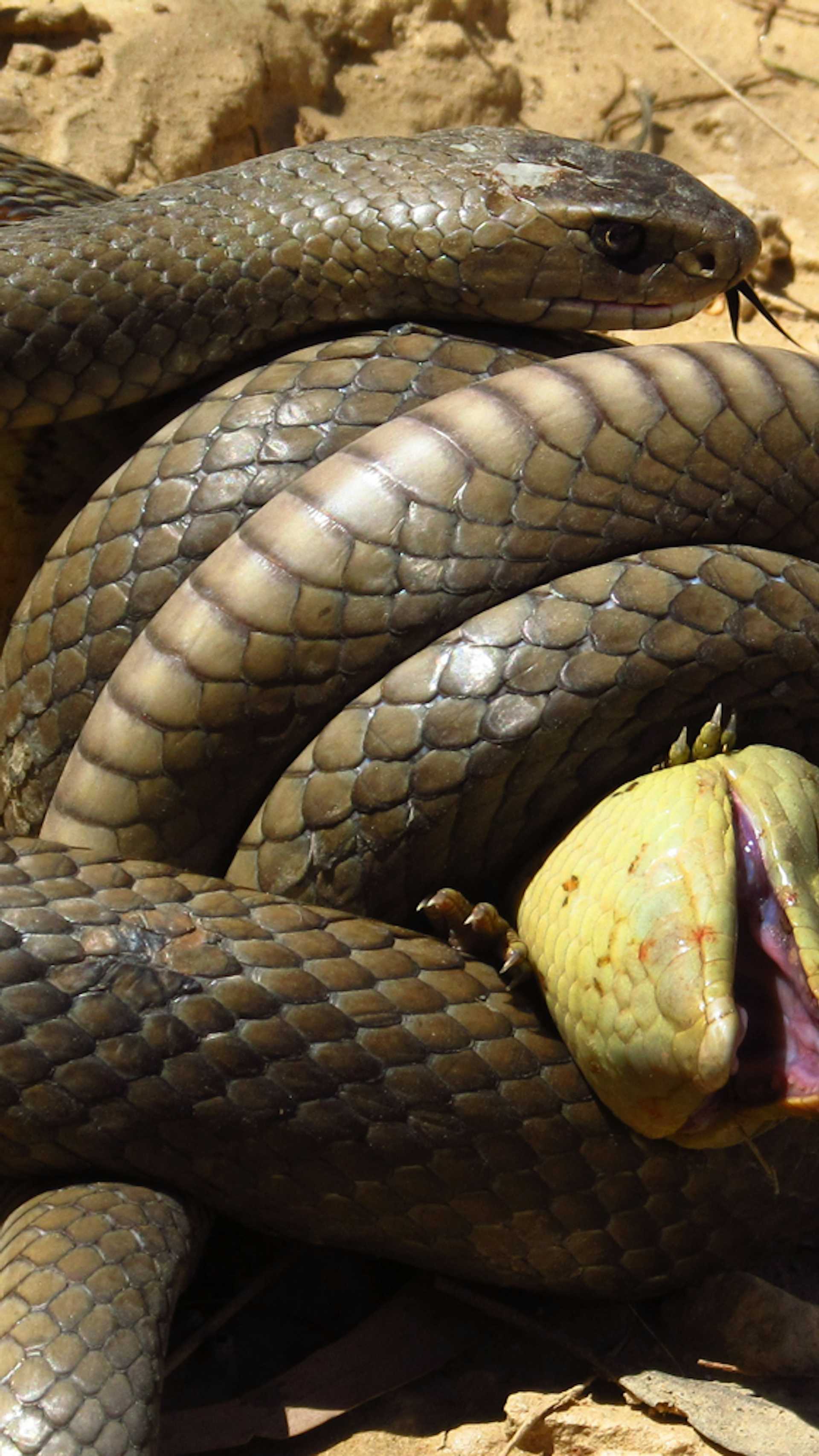 De 5 Gevaarlijkste Gifslangen Ter Wereld Wibnet Nl De 5 Gevaarlijkste Gifslangen Ter Wereld Wibnet Nl