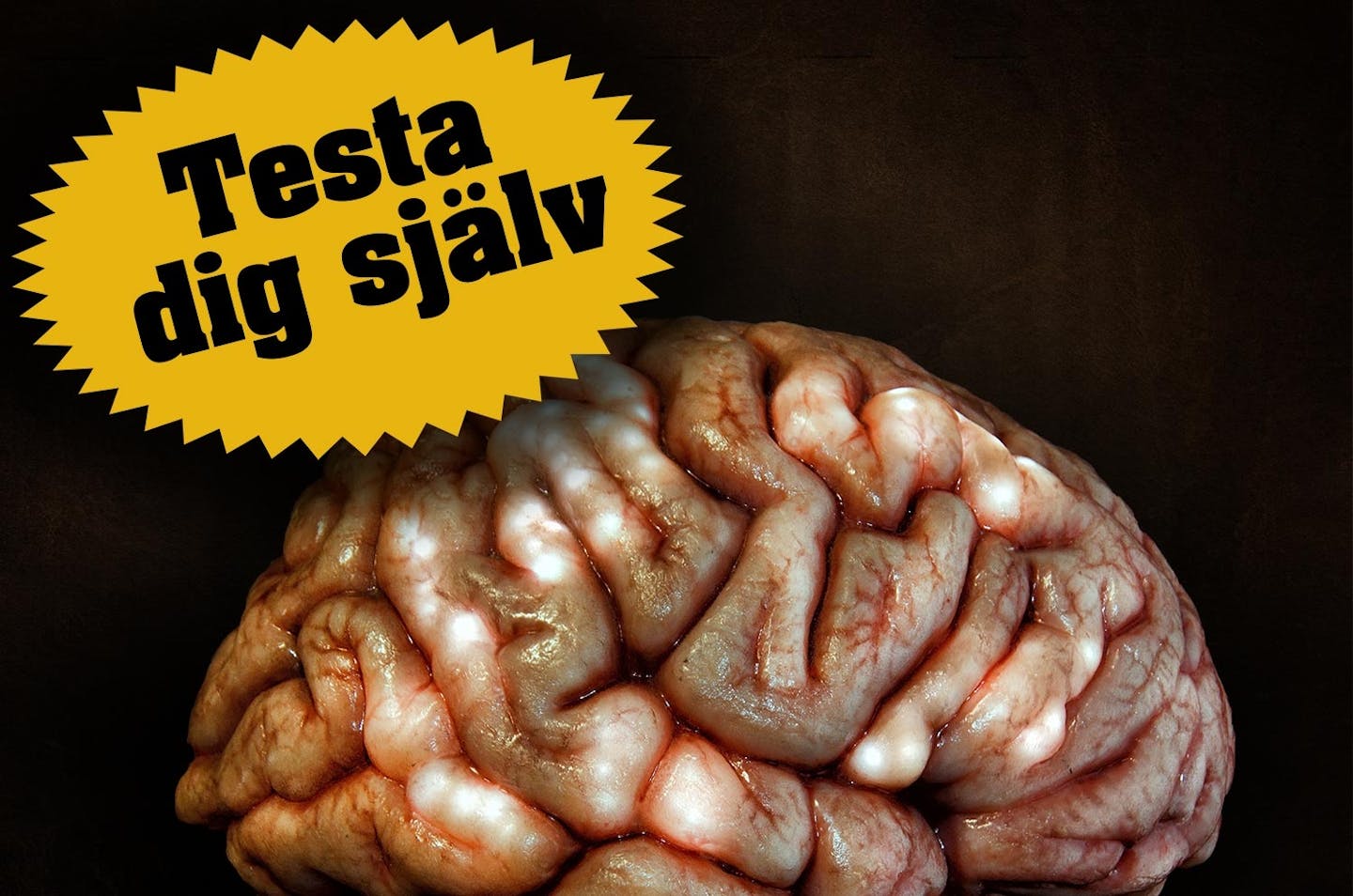 Hjernen test Hjernen test