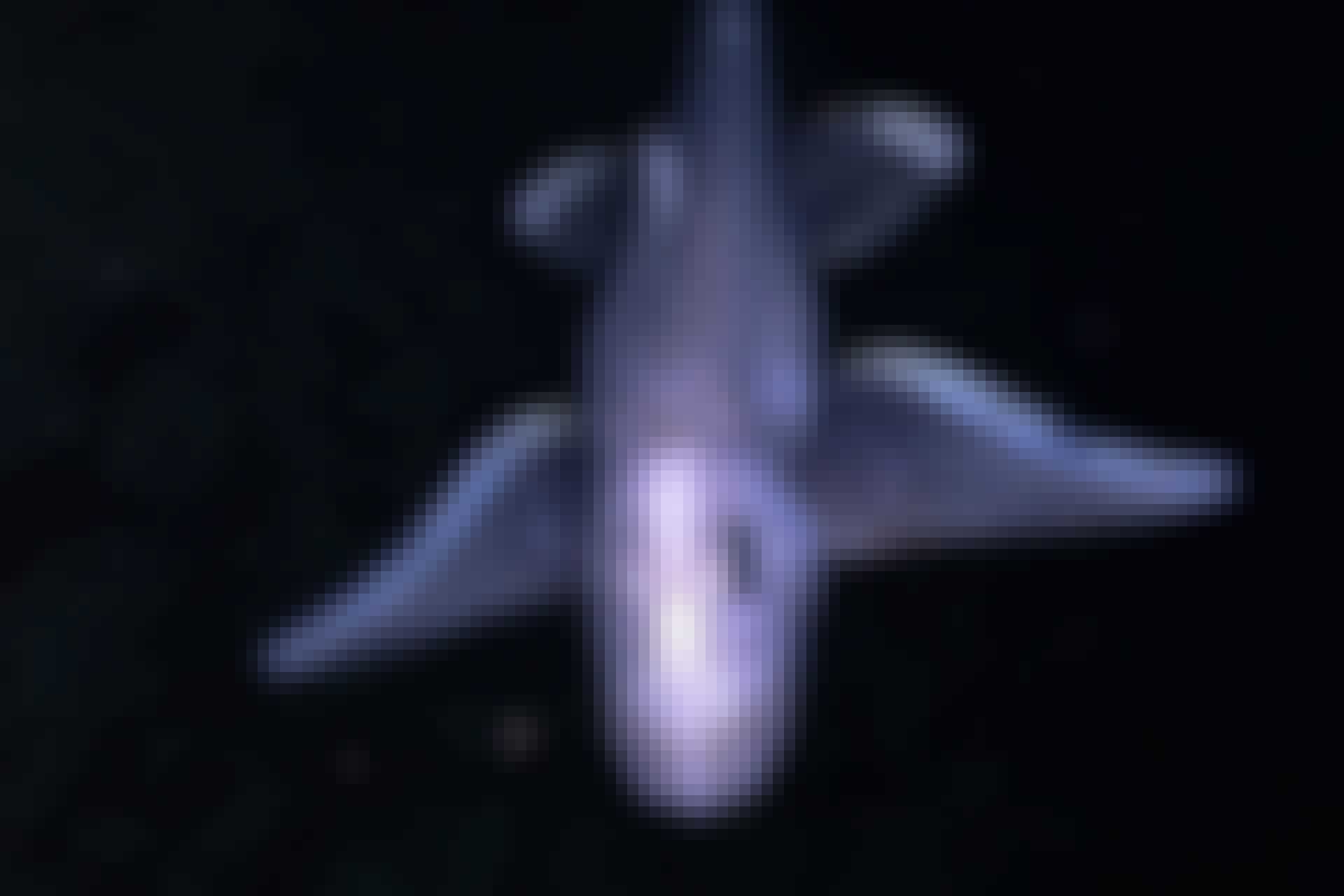 ghost shark