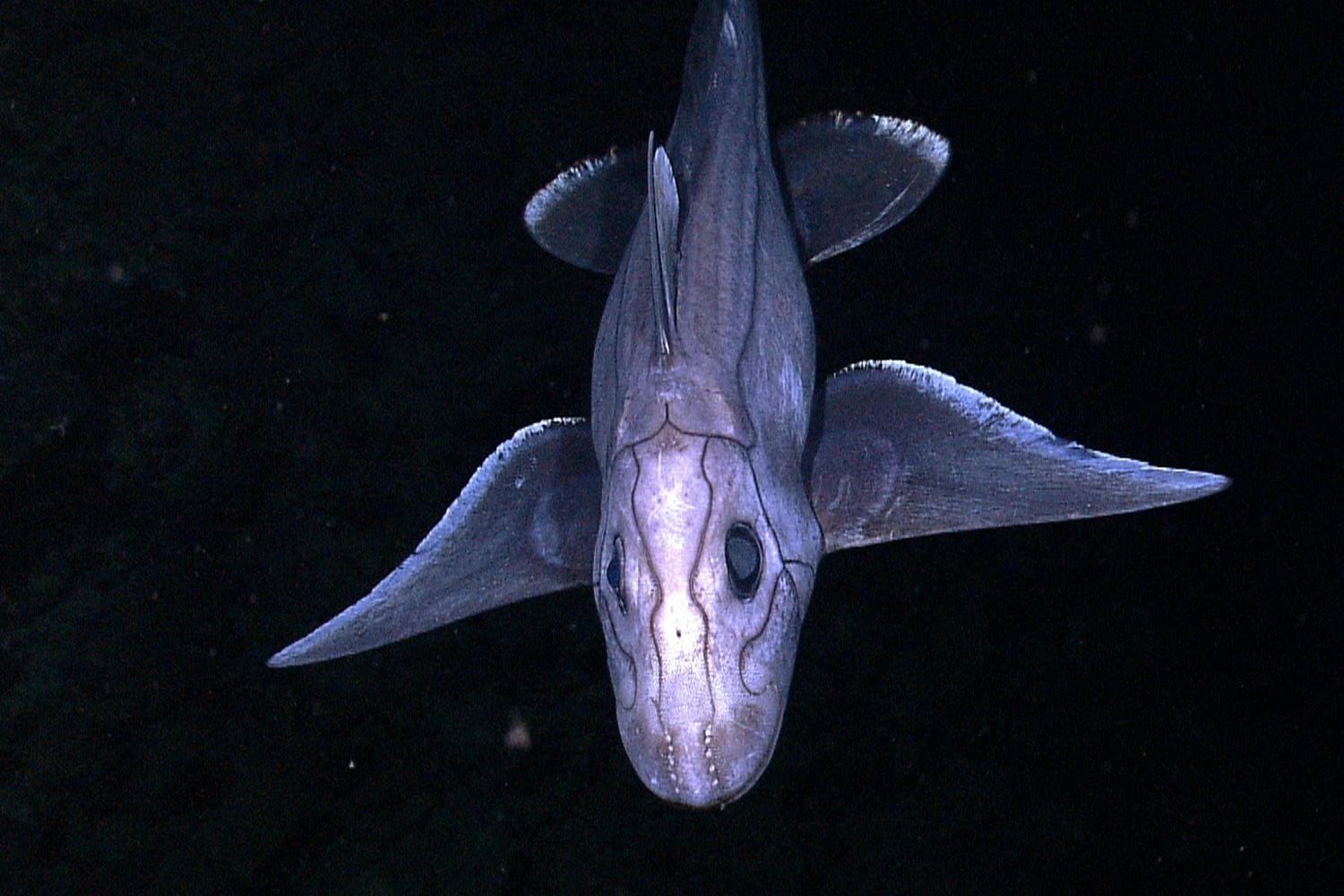 ghost shark ghost shark