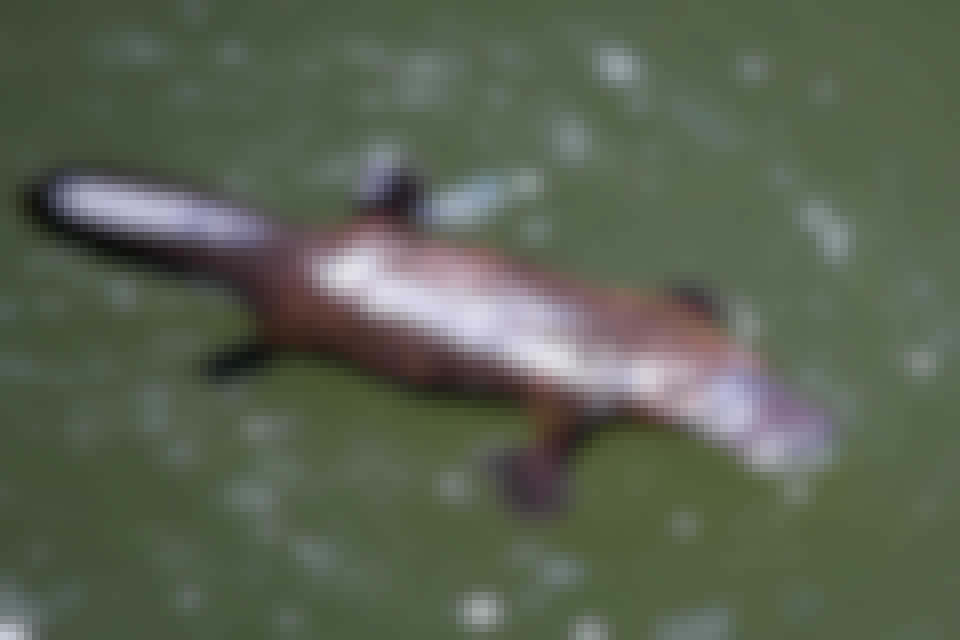 næbdyrgift