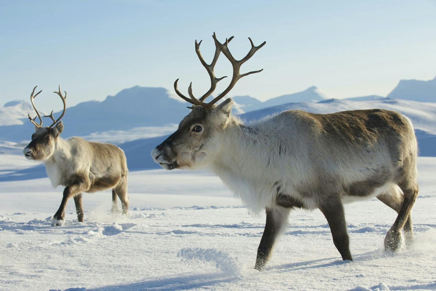 Reindeer top Reindeer top
