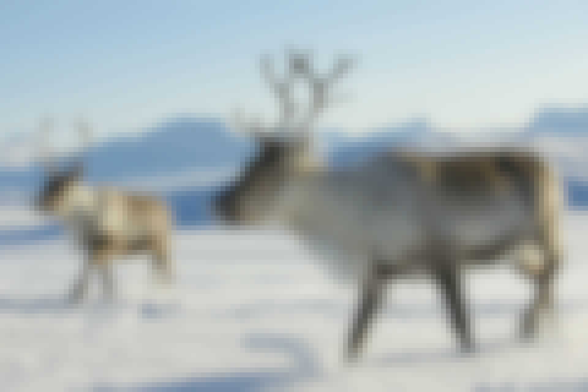 Reindeer top