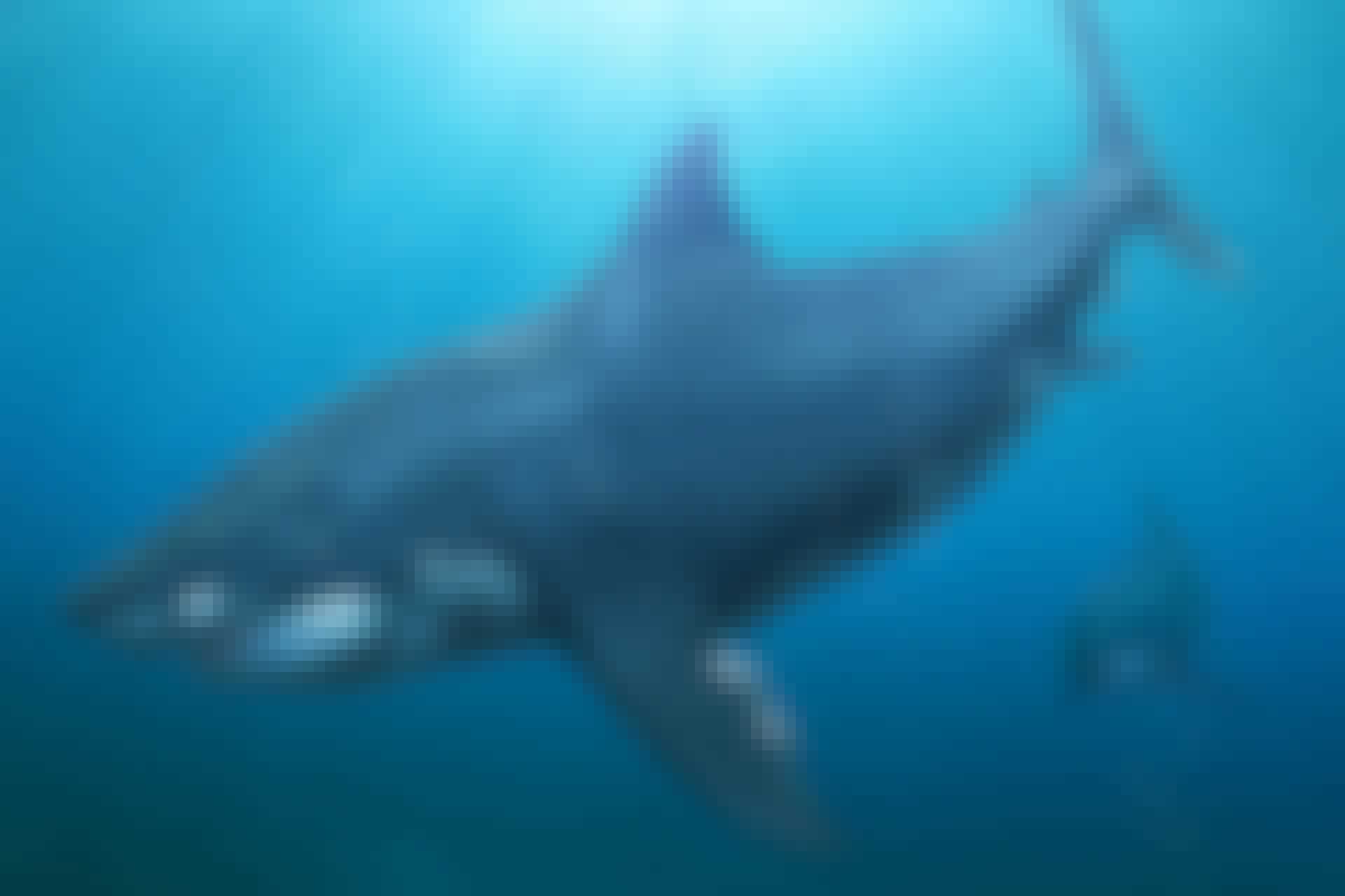Megalodon top