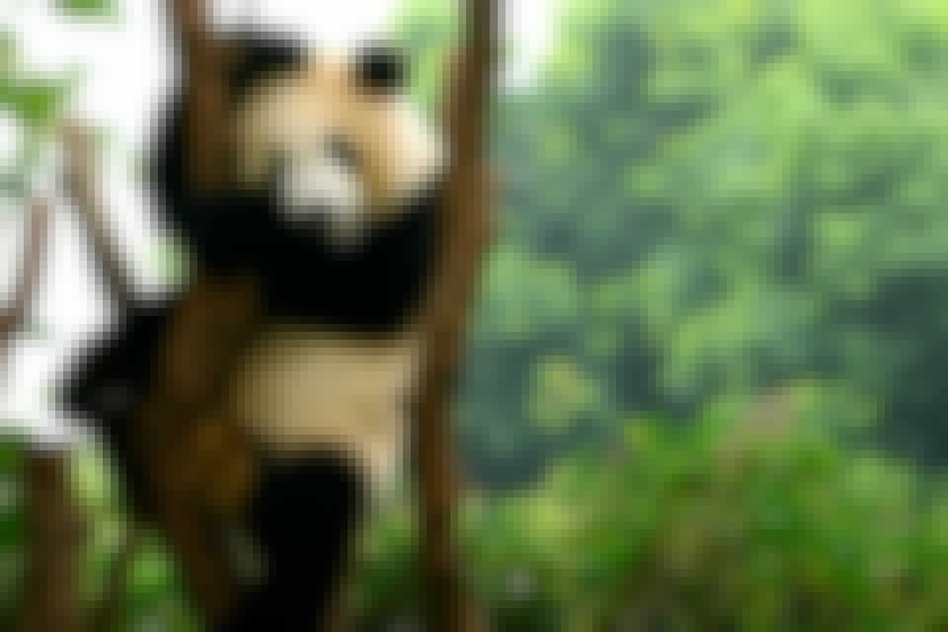 Panda sårbar