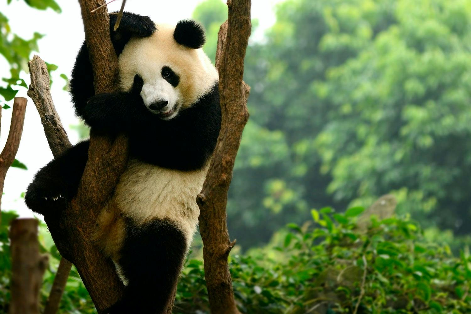 Panda sårbar Panda sårbar