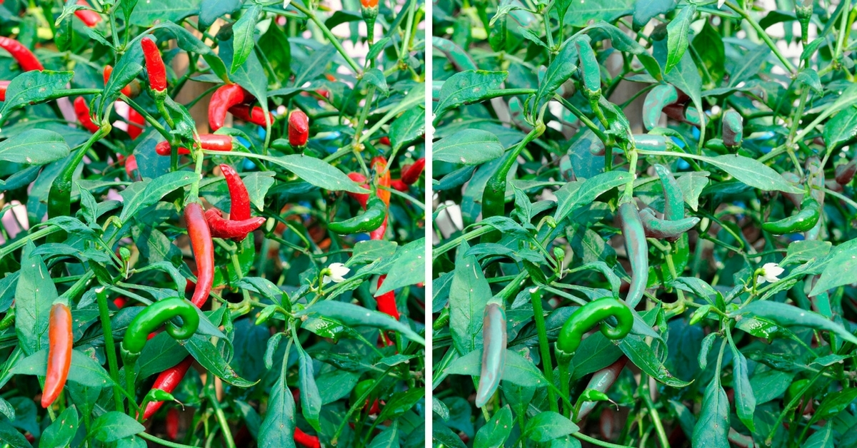 5 GIF'jes: Zo ziet een kleurenblinde de wereld | wibnet.nl