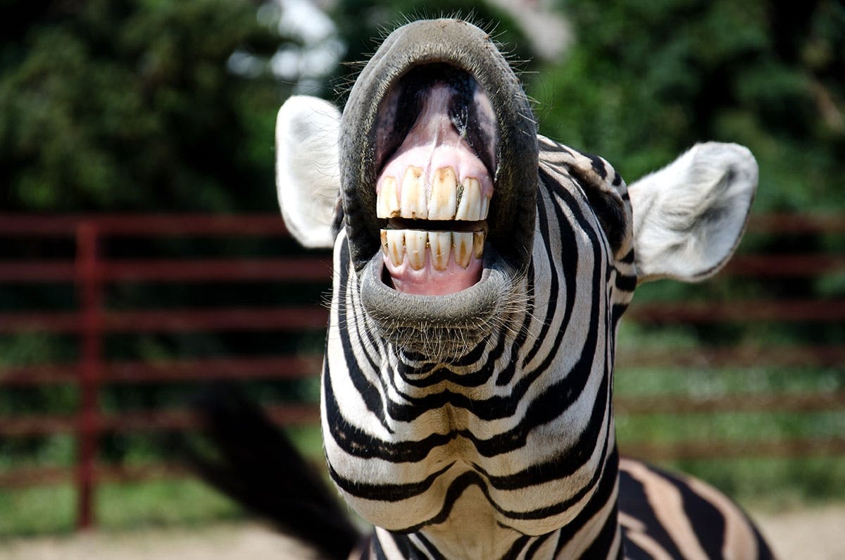 zebra tanden zebra tanden