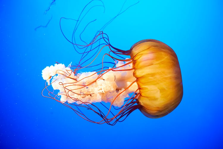 Meduusat ovat hengenvaarallisia Meduusat ovat hengenvaarallisia