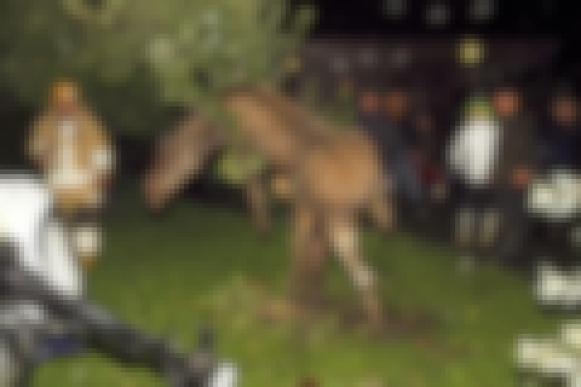 Kan dyr blive berusede af at æde gæret frugt?