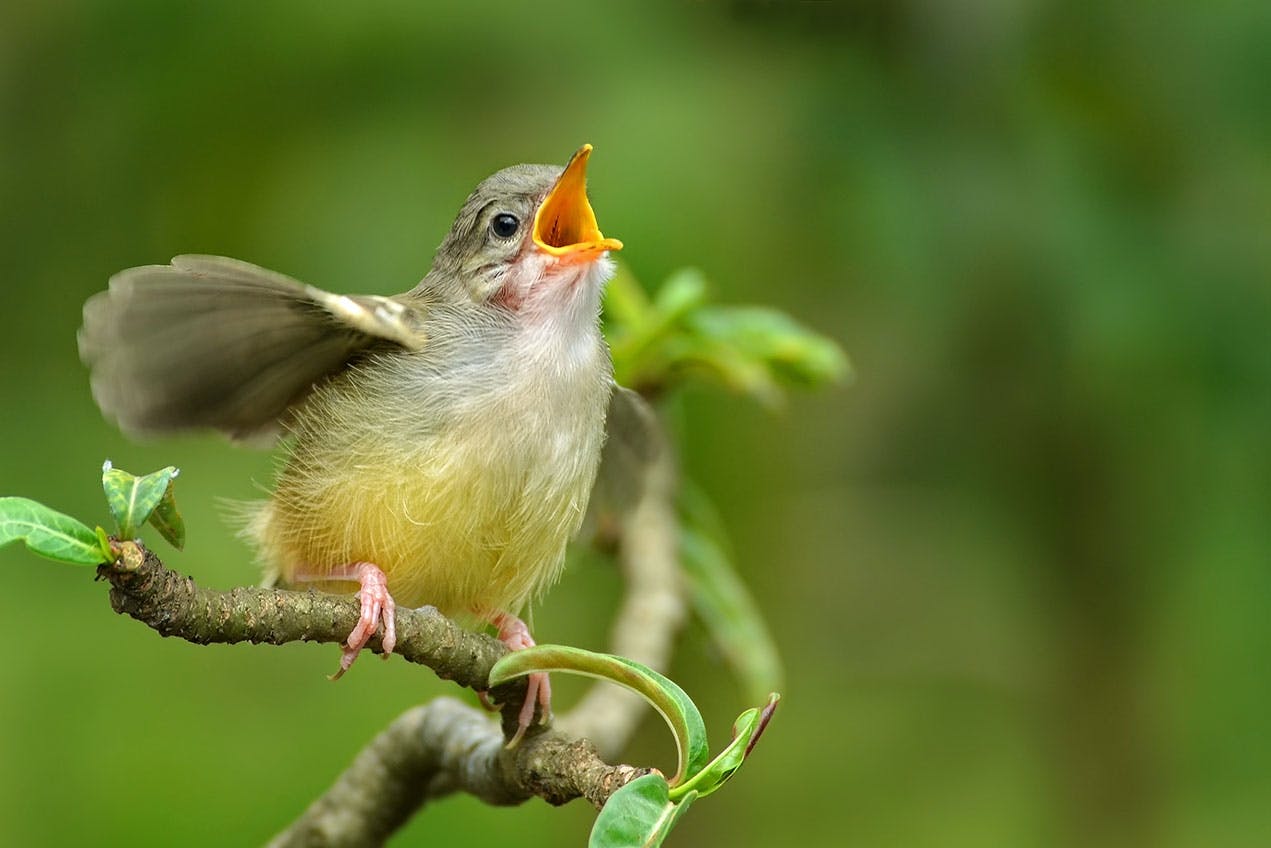 Waarom zingen vogels in de lente? Waarom zingen vogels in de lente?