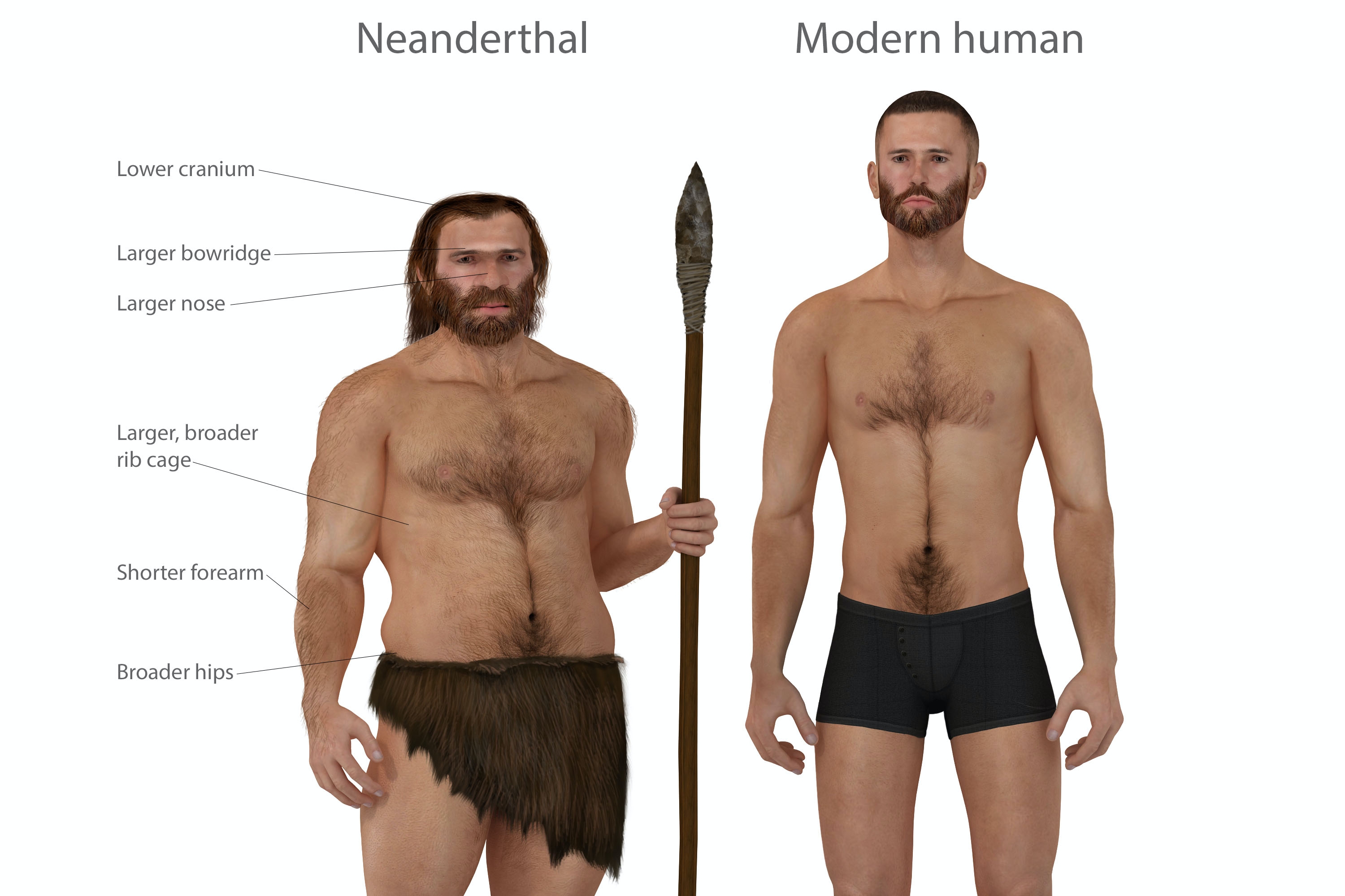 Neanderthal Porn