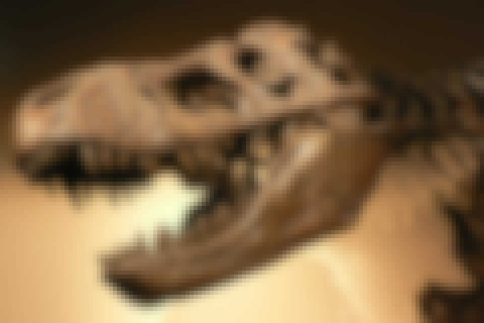 dinosaurer t rex top dinosaurer t rex top