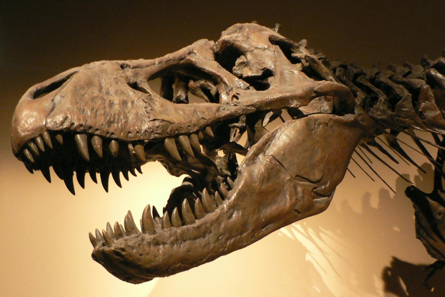 dinosaurer t rex top dinosaurer t rex top