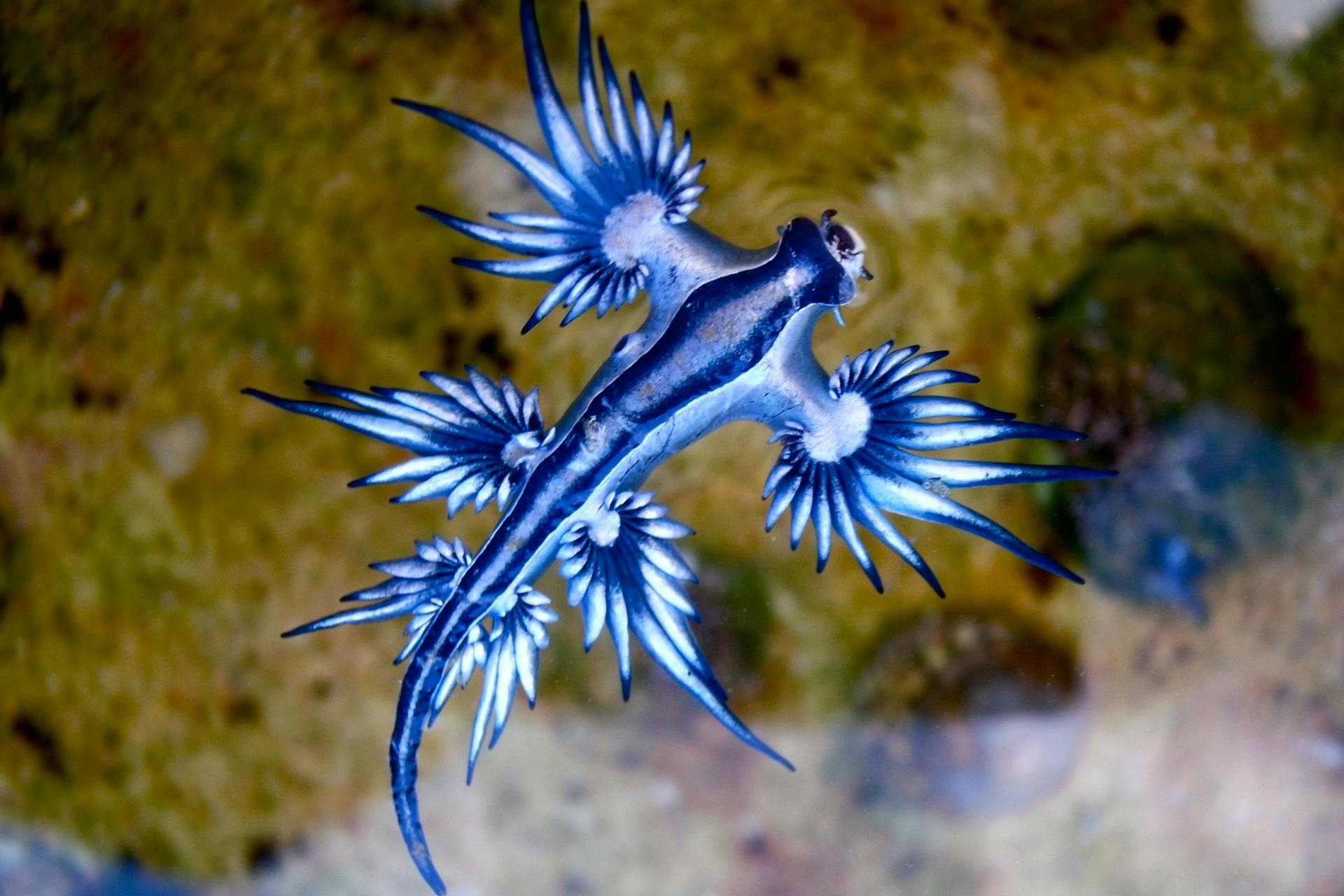 Blauwe draak 1 Blauwe draak 1