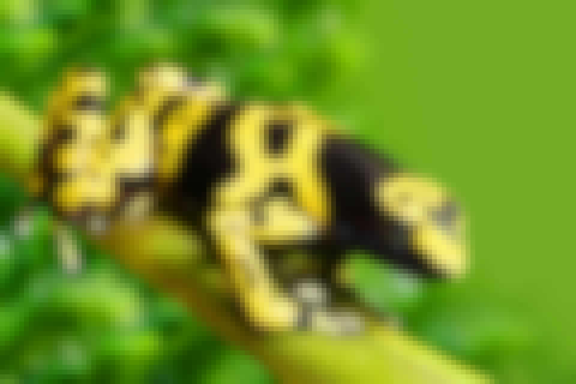 Verdens giftigste dyr top 5 Verdens giftigste dyr top 5
