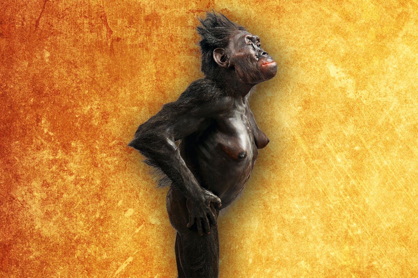 Homo-slægten Lucy Homo-slægten Lucy