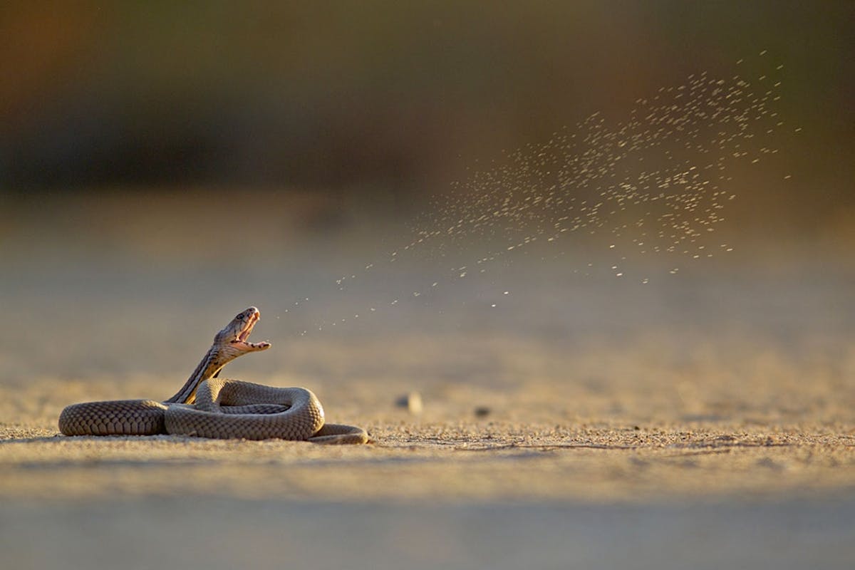 Cobra Kan een cobra spuwen? Cobra Kan een cobra spuwen?