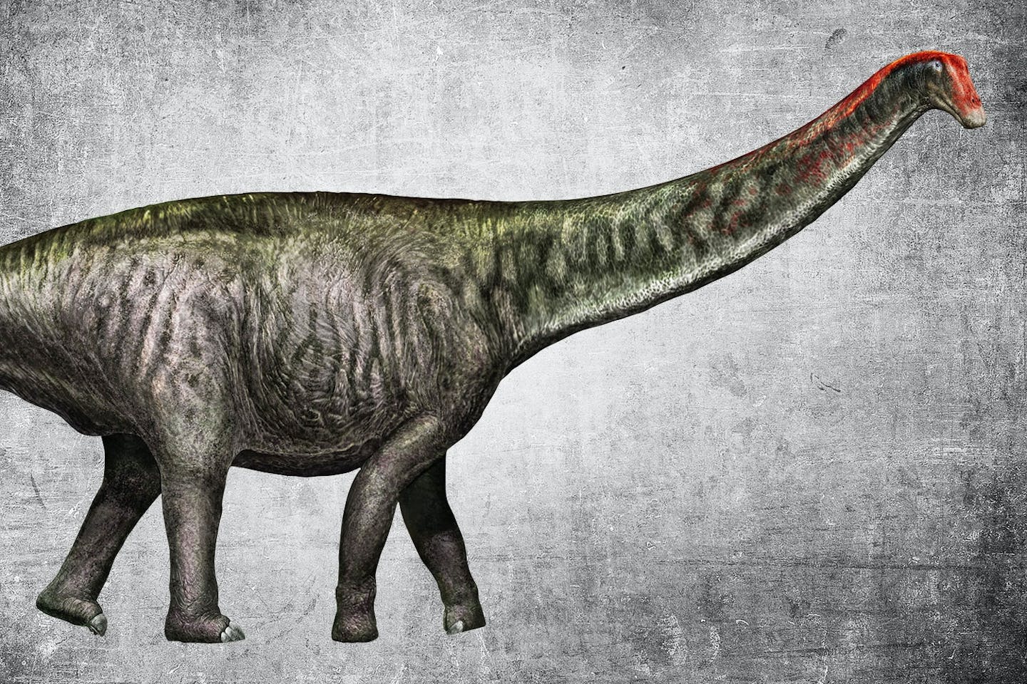 Brontosaurus gör comeback Brontosaurus gör comeback