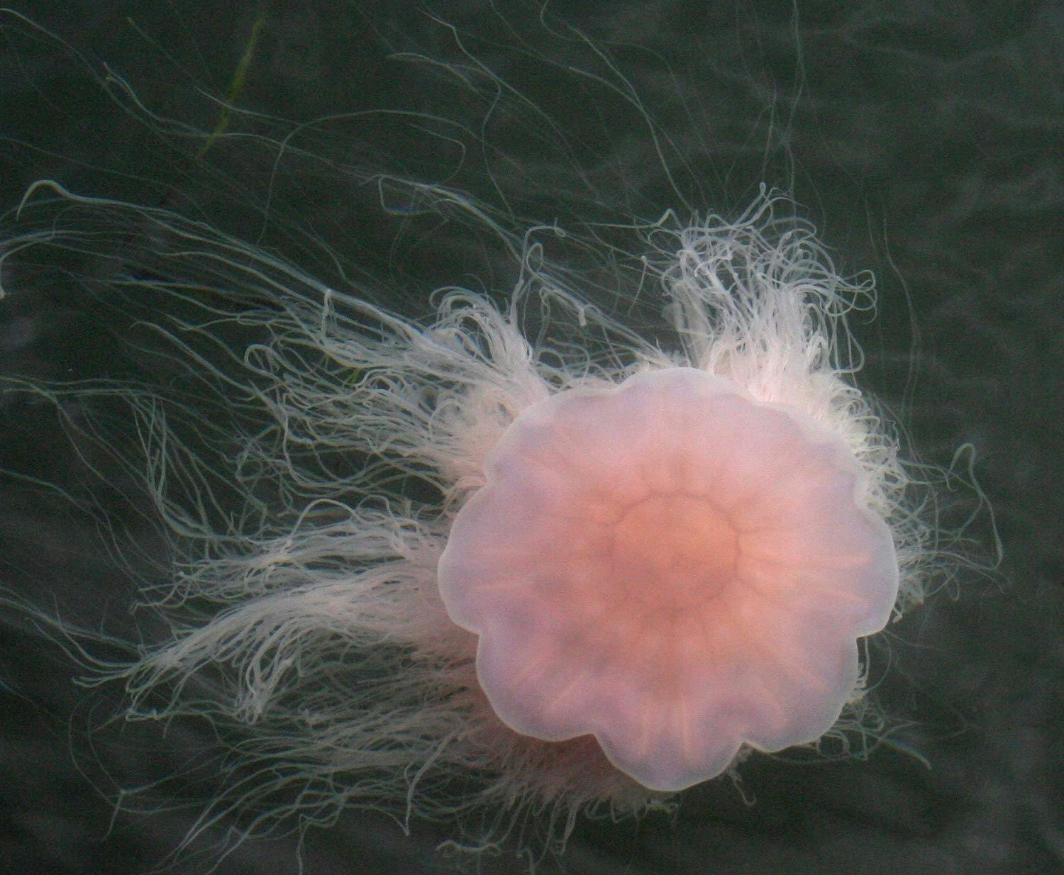 Kwallen Een Invasie Van Kwallen Wibnet Nl