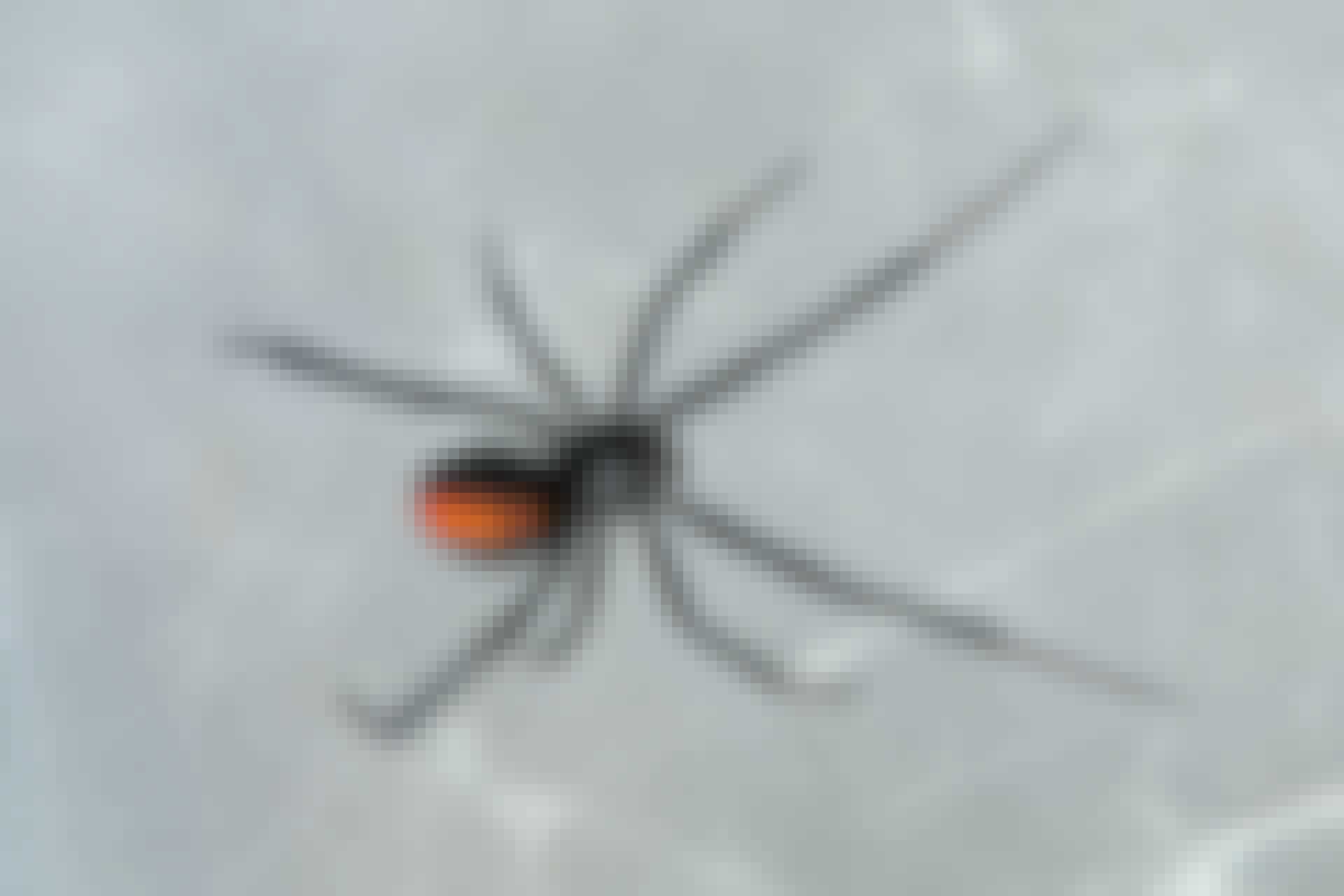 Den sorte enke dræber med overlegen supergift | Illvid.dk