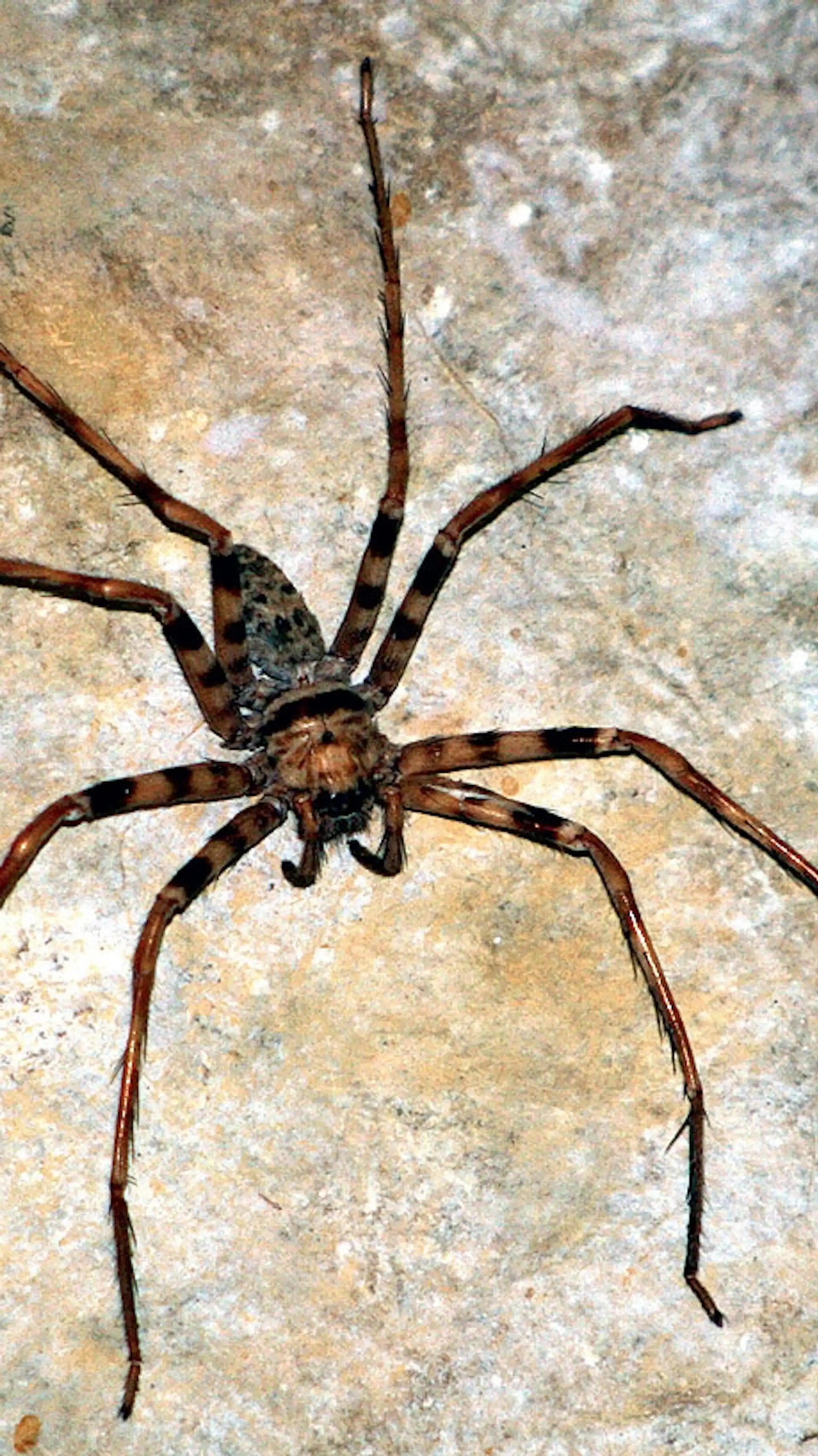 De Grootste Spin Ter Wereld Welke Wibnet Nl