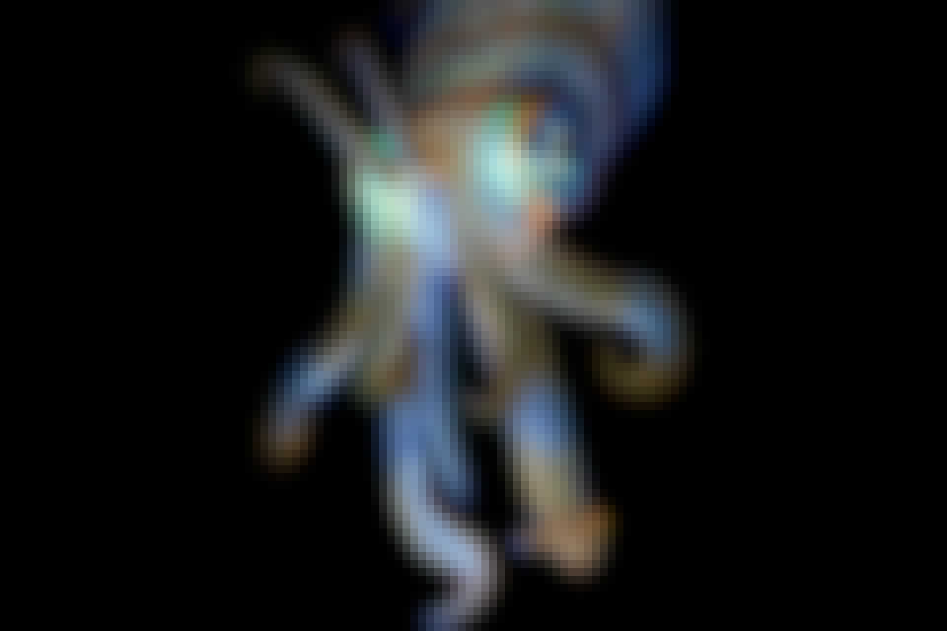 European squid European squid