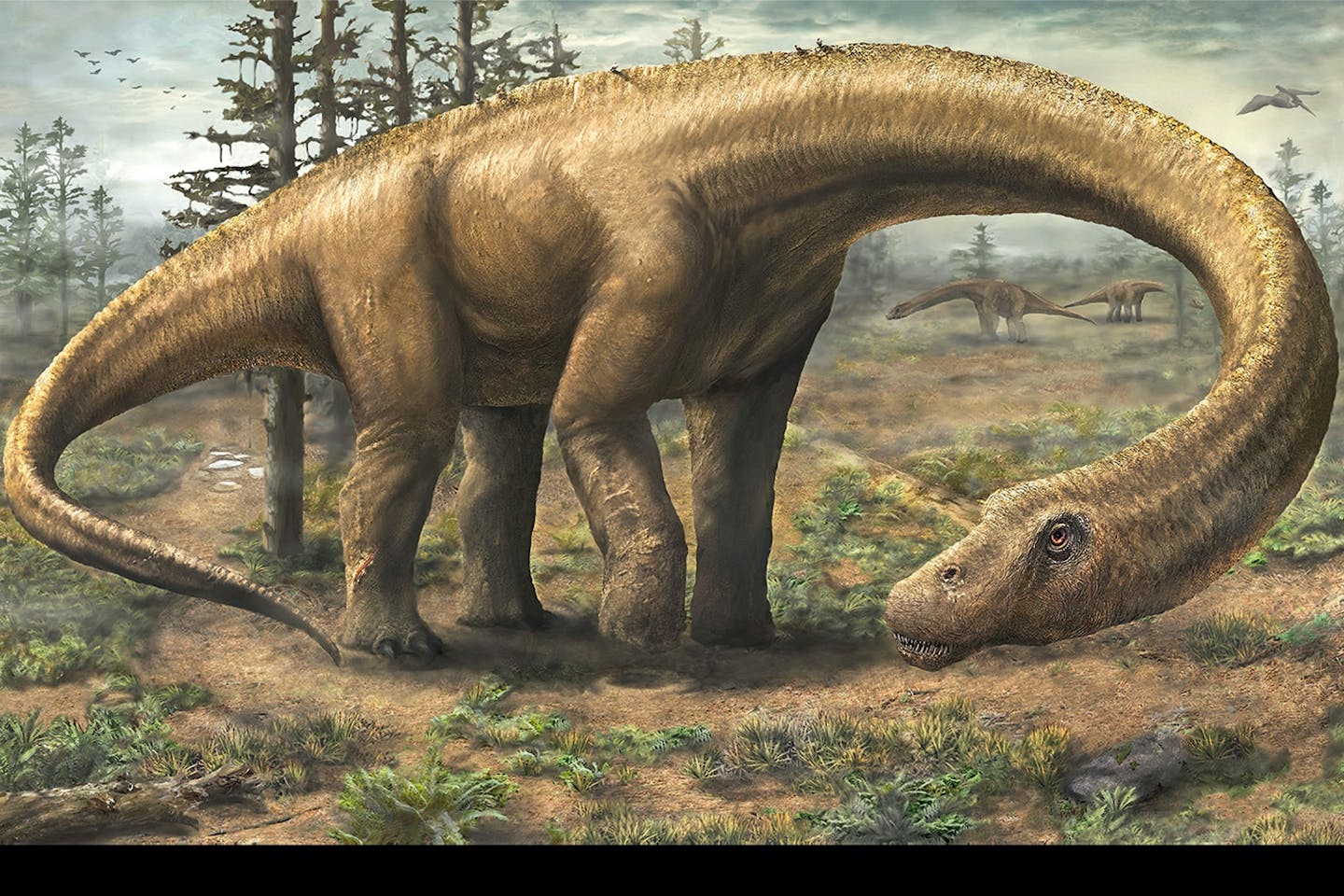 Dreadnoughtus dinosaur 1/2015 Dreadnoughtus dinosaur 1/2015