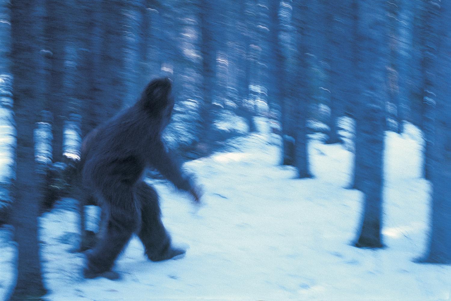 Yeti Hva er sant og usant i myten? illvit.no