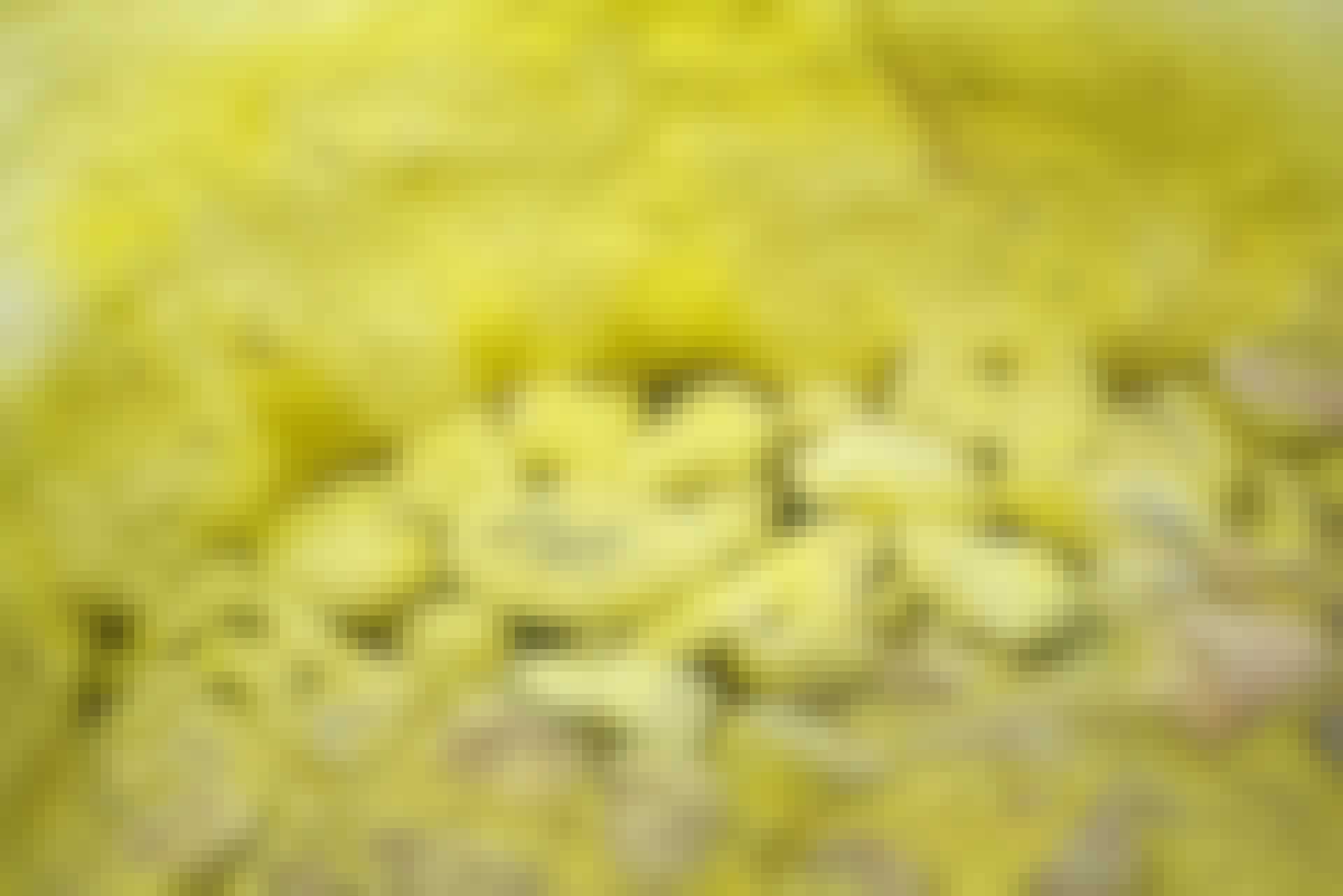 Svovl Svovl