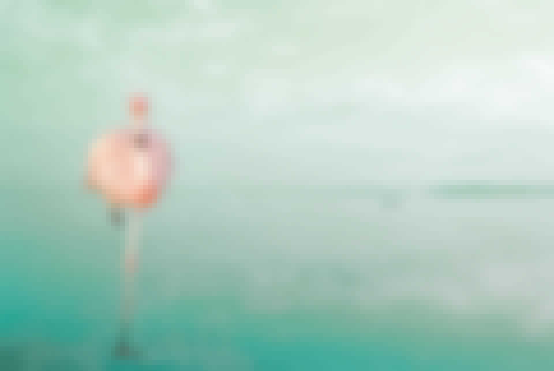 En flamingo på et ben
