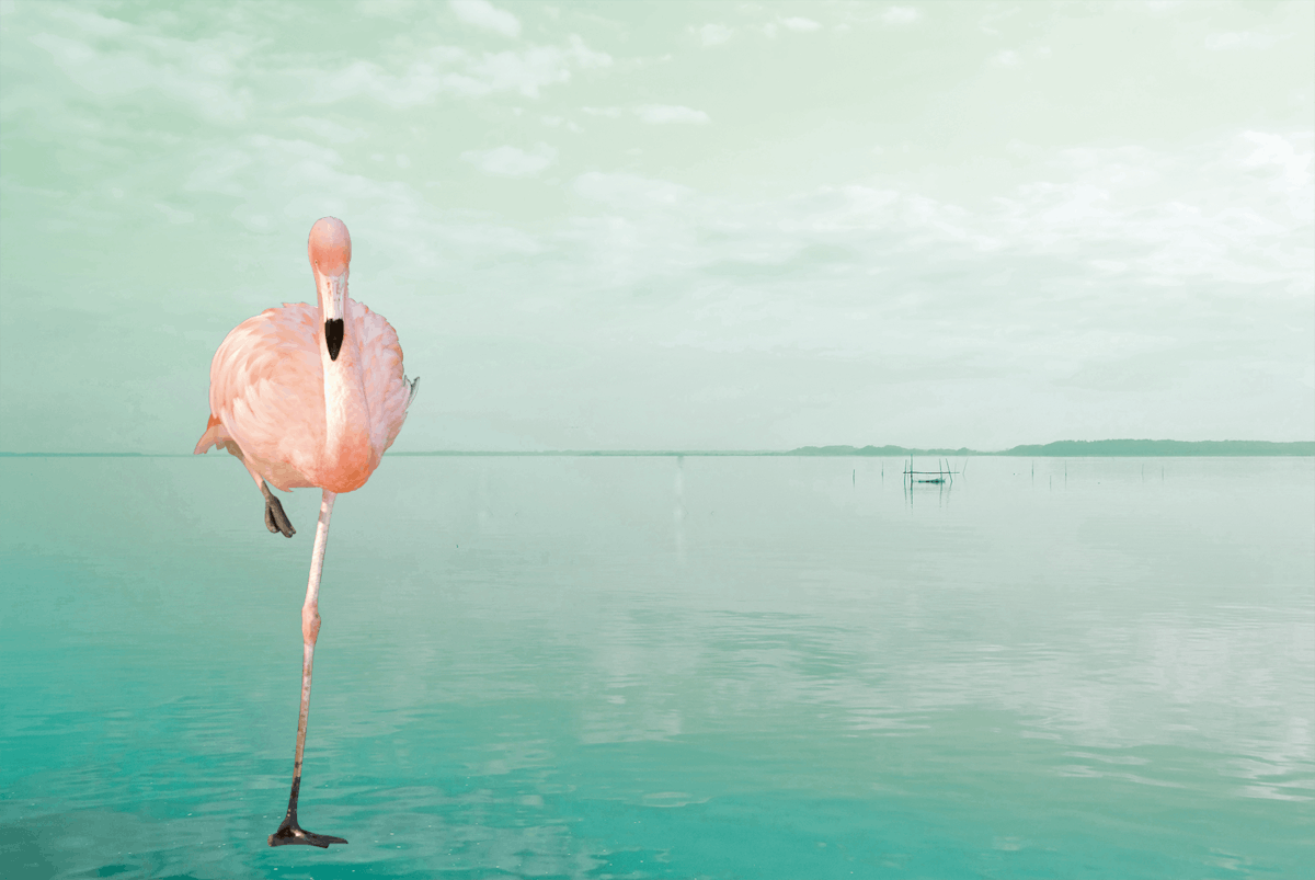 Waarom staan flamingo's het liefst op één poot? | wibnet.nl