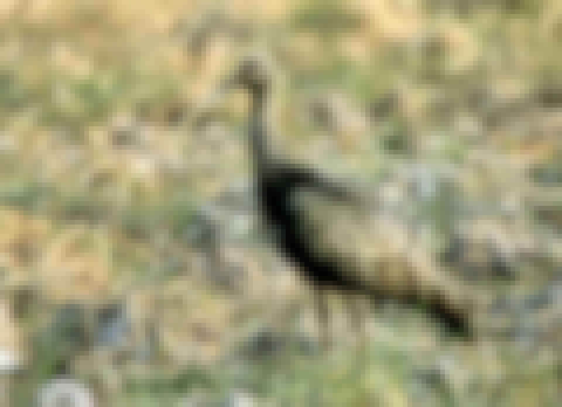 Giant ibis, truede fugler, natur