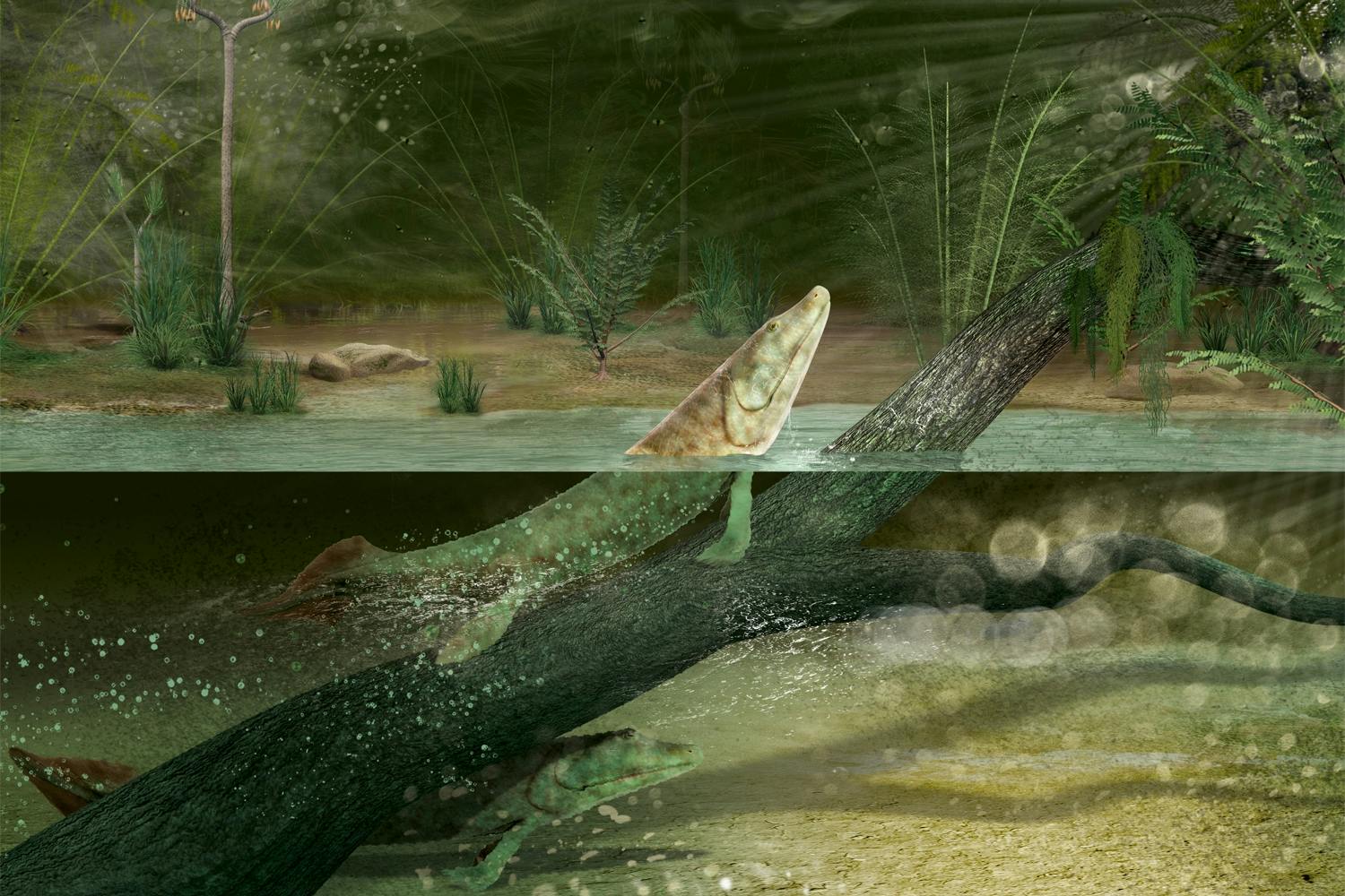 Tiktaalik Tiktaalik