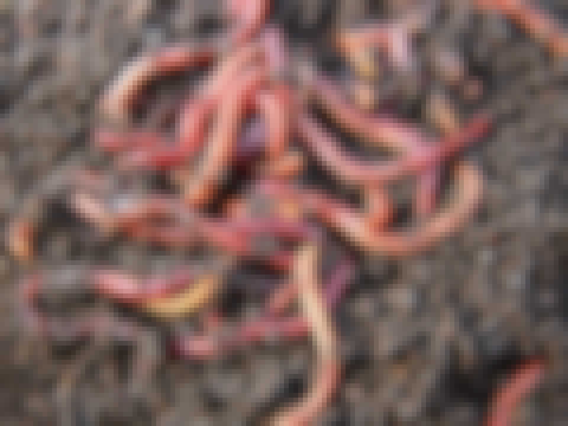Earthworms Earthworms