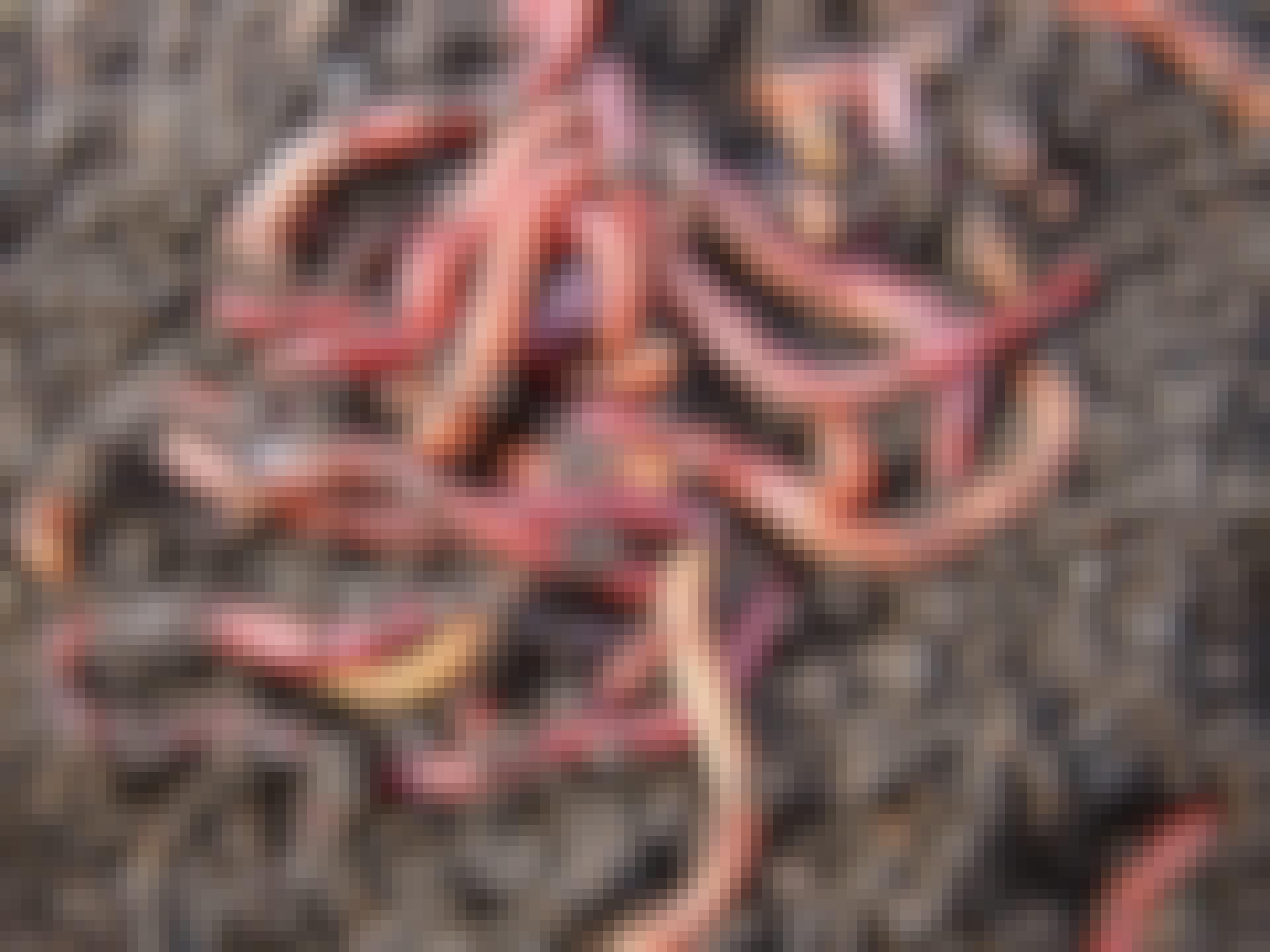 Earthworms