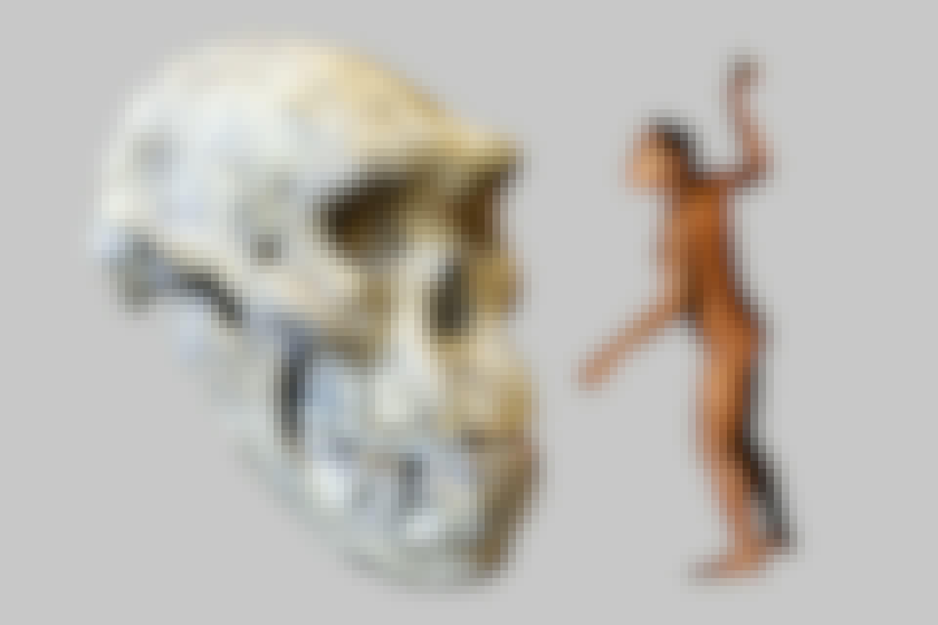 human skull three species