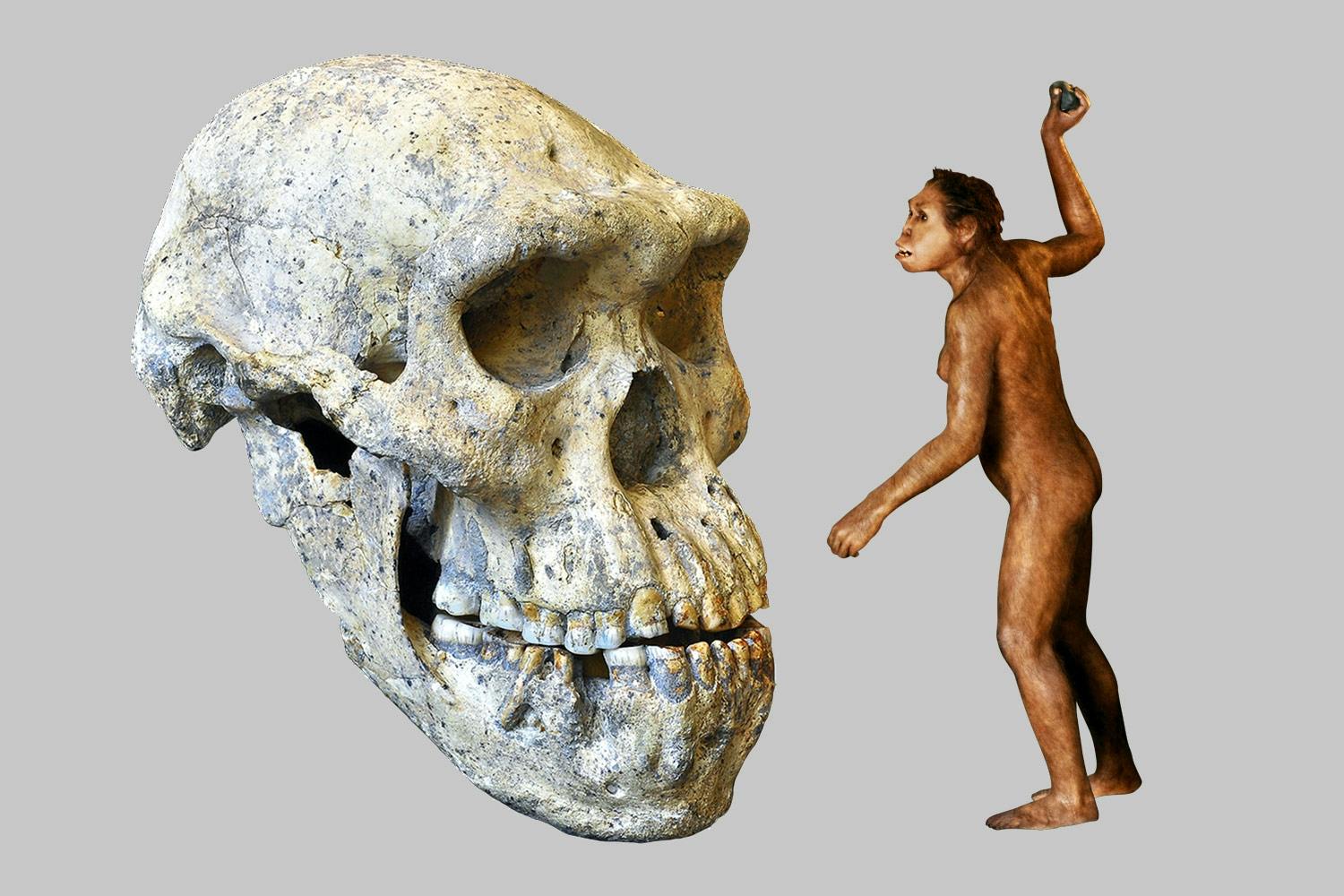 human skull three species human skull three species