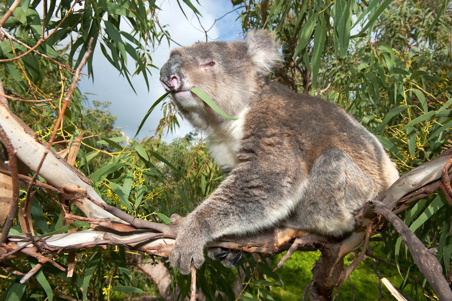 lazy koala lazy koala