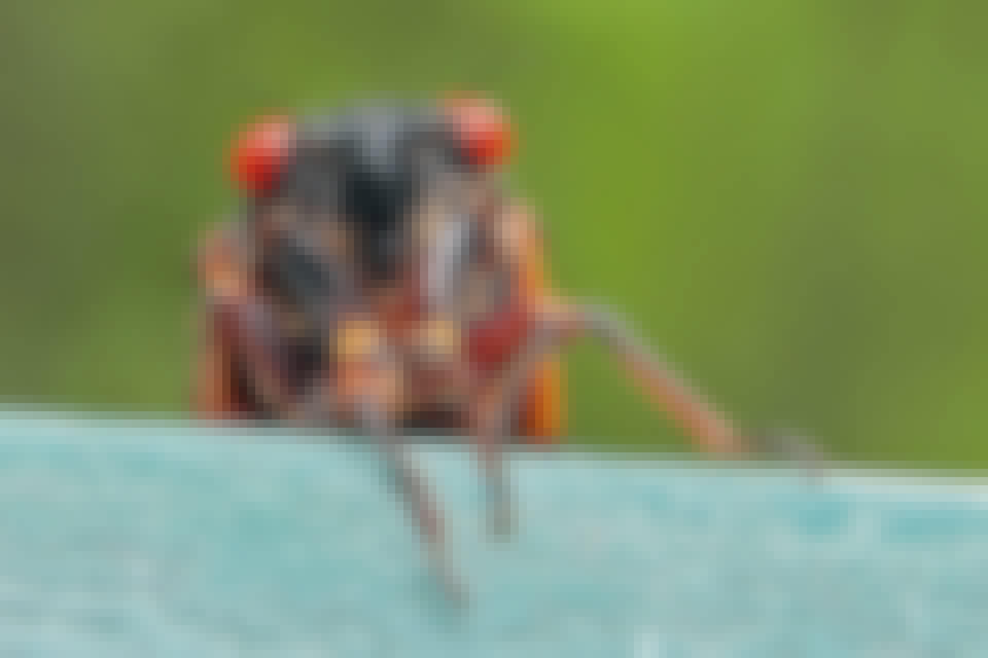 bug cicada