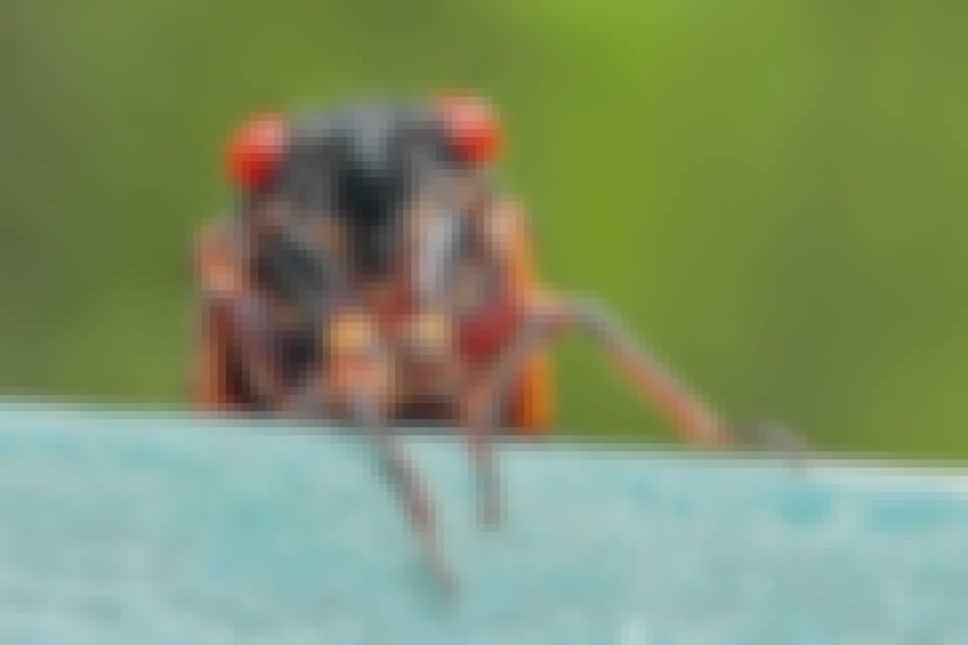 bug cicada