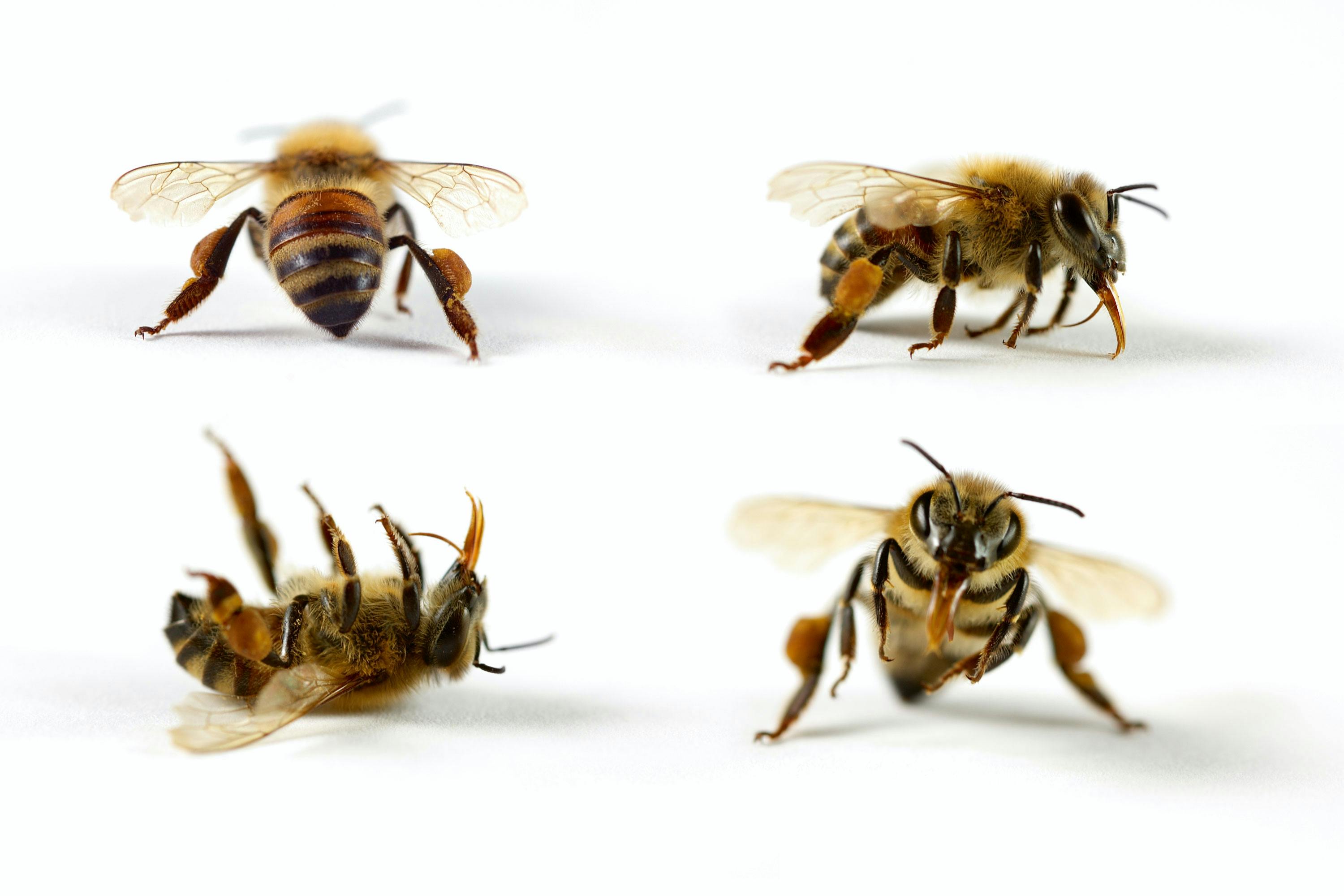 bee sting bee sting
