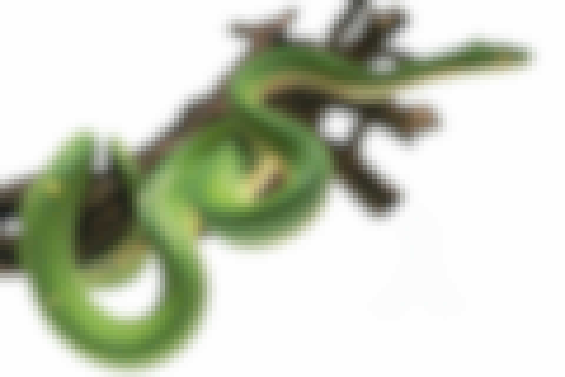 snake climbing
