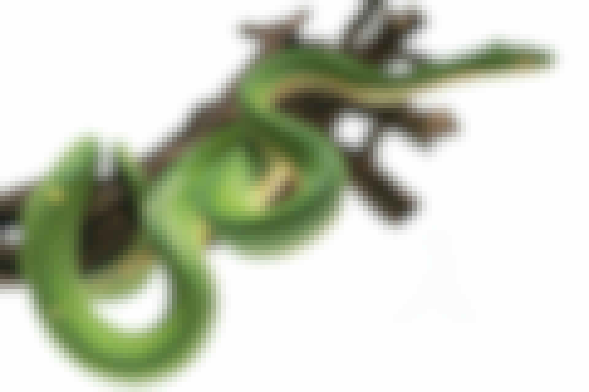 snake climbing