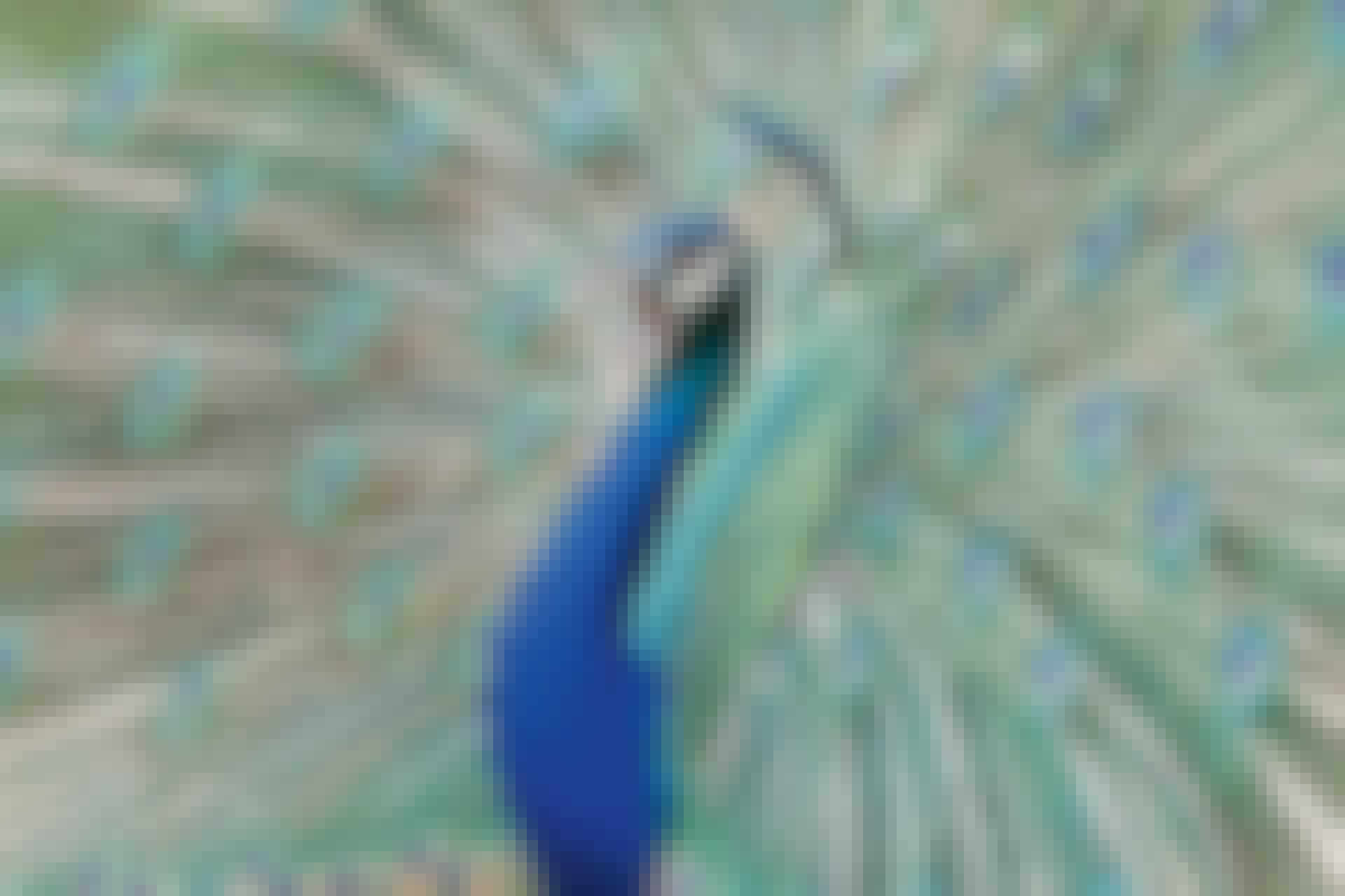Fether birds