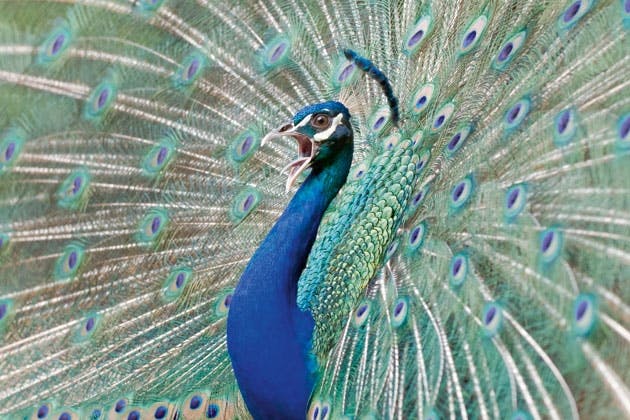 Fether birds Fether birds